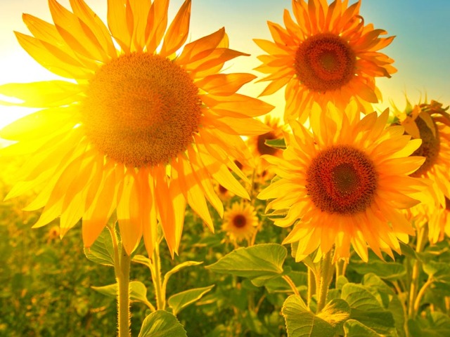 Perché il Girasole si Chiama Così?